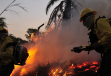 Combate a incêndios florestais em Minas Gerais ganha reforço com contratação de brigadistas