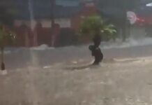 Homem se agarra em árvore e escapa de enxurrada em Uberlândia