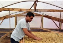 Agricultores familiares de Minas Gerais investem na produção sustentável de cafés especiais