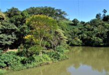 Programa estimula recuperação de áreas desmatadas em Minas
