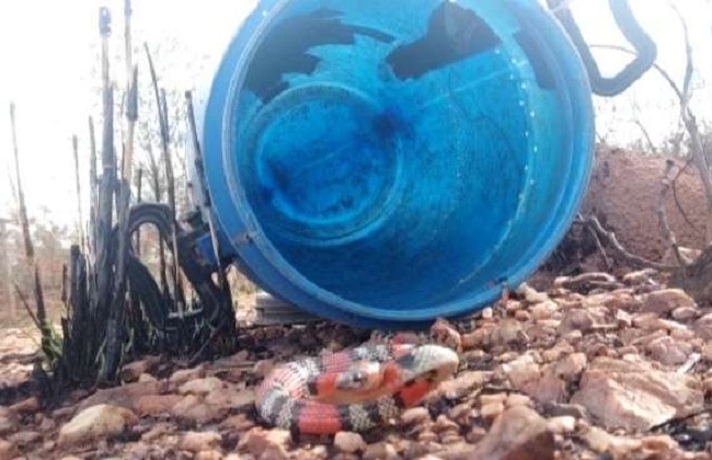 Bombeiros de Montes Claros capturam cobra coral em área de construção