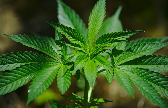Homem é condenado por cultivar maconha em seu apartamento