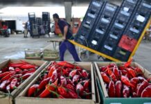 Pesquisa do Mapa indica que 89% dos vegetais comercializados são seguros para consumo